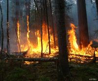 Fire Detection project thumbnail