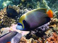under sea project thumbnail