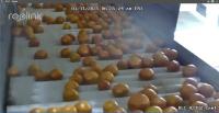 Orange Counting project thumbnail