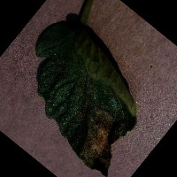 tomato leaf late blight project thumbnail