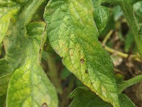 Tomato leaf diseases project thumbnail