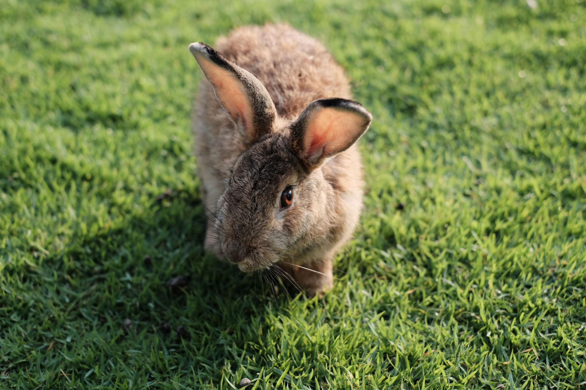 Rabbit Object Detection Dataset by Workspace