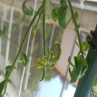 Plant_Growth_Stages project thumbnail
