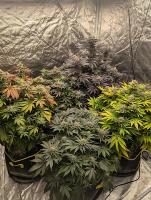 HomegrowCannabsDetectionV1 project thumbnail