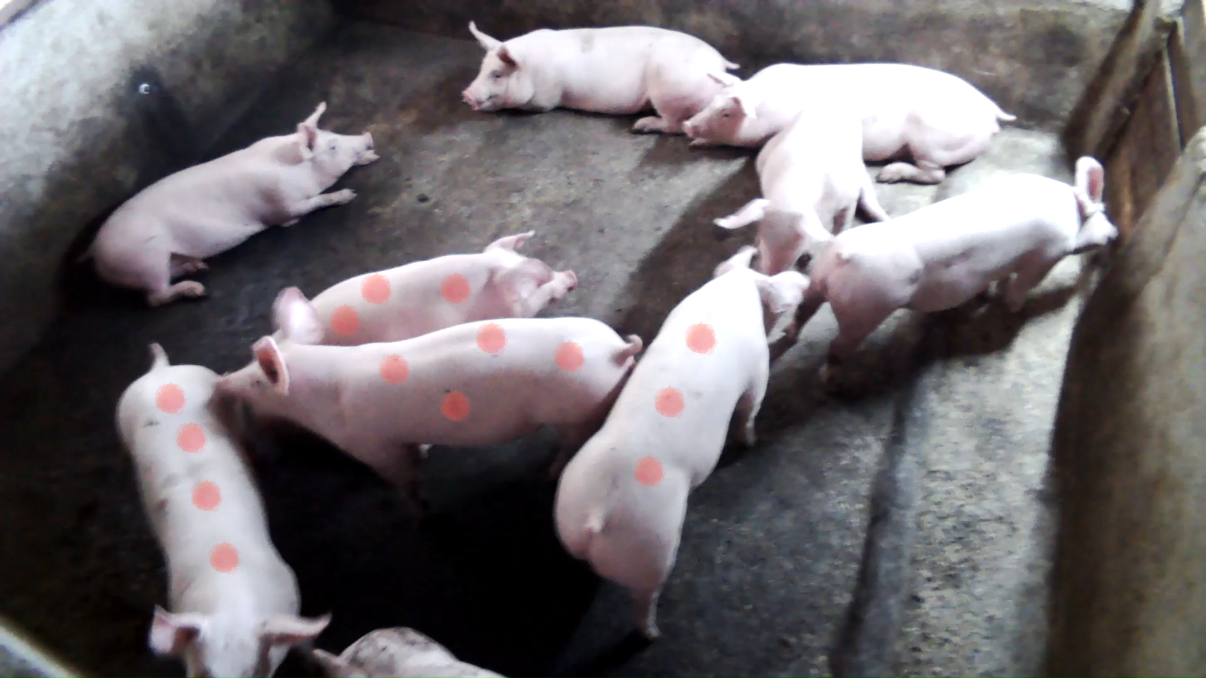 Pig Skin Object Detection Model by Ganda