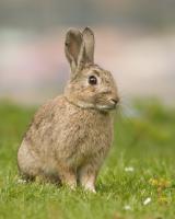 rabbit Object Detection Model by cat