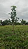 tree height estimation project thumbnail