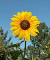 Sunflower and Rose detection project thumbnail