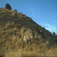 Wild Animal project thumbnail