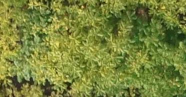 tree Object Detection Dataset by tree species