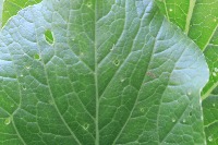 larva detection project thumbnail