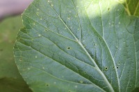 larvae project thumbnail