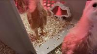 Avian Recognition System project thumbnail