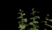 Dataset Image