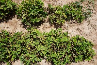 Ground Nut Rosette project thumbnail