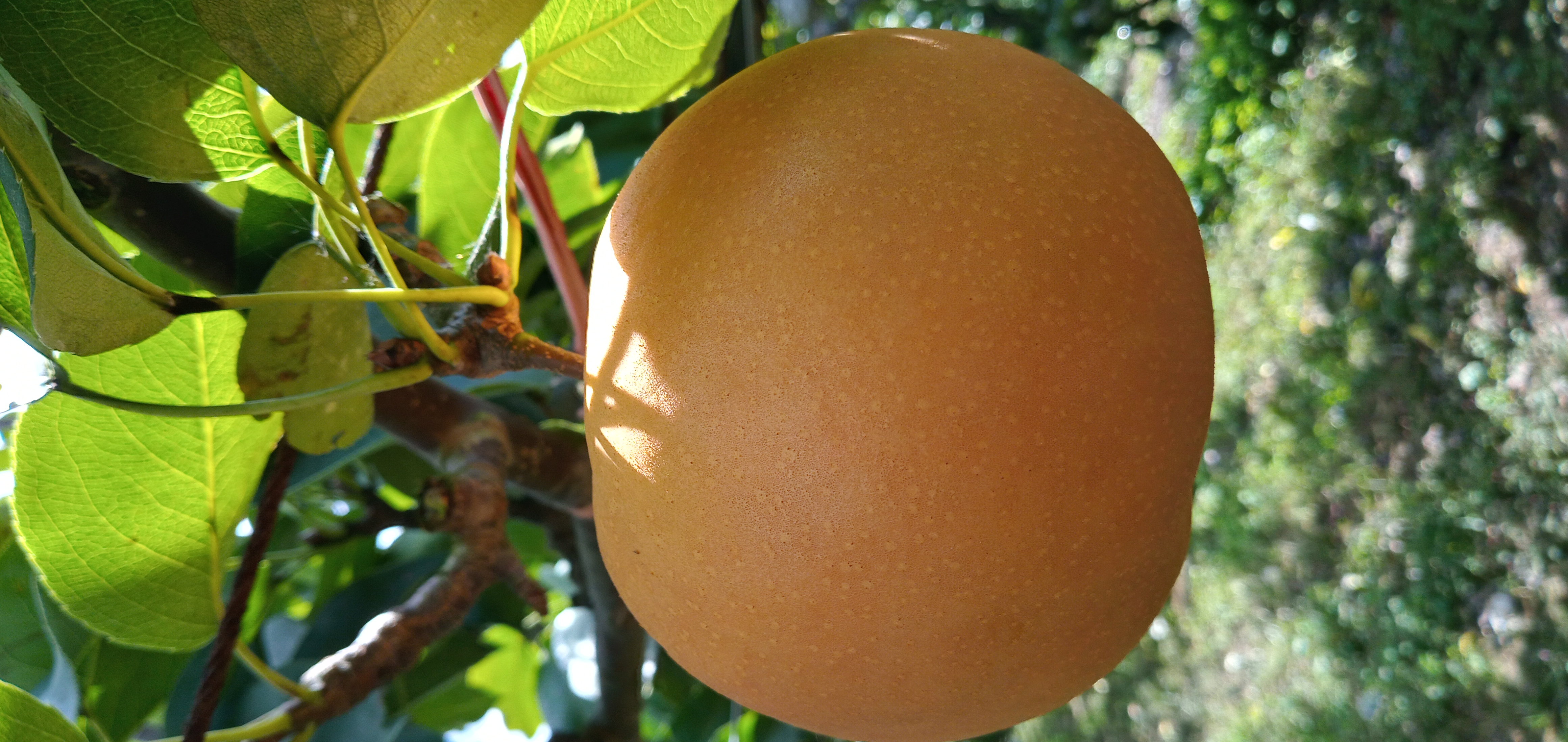 NewCropDisease Object Detection Model by Fruit Image