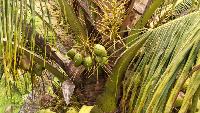 Find coconut project thumbnail