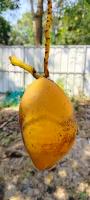 Coconut eriophyid mite detection project thumbnail
