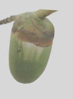 coconut project thumbnail