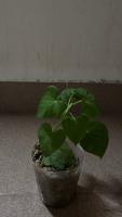 leaf project thumbnail