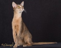 Cat Breeds project thumbnail