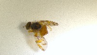 insect detection project thumbnail