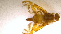ID project thumbnail