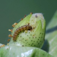 plant2 project thumbnail