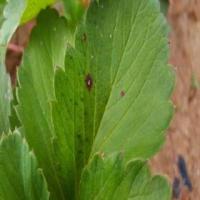 Leaf_spot project thumbnail