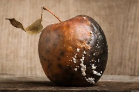 Apple maturity project thumbnail