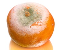 Fresh and stale fruits project thumbnail