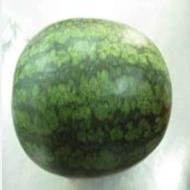 Watermelon Object Detection Model by Trinh