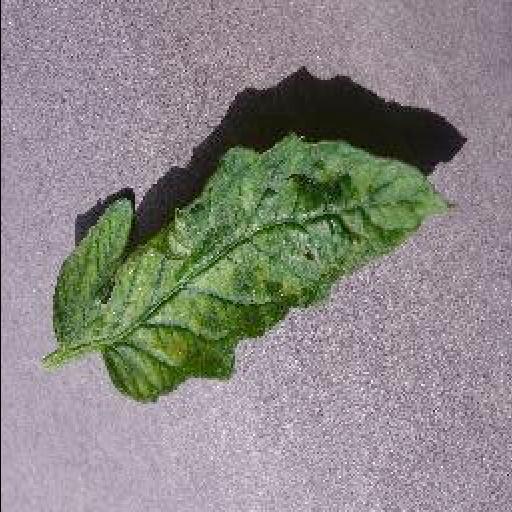 Tomato Leaf Disease Object Detection Dataset By Test