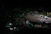 pangolin_main project thumbnail