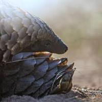 pangolin_lt project thumbnail