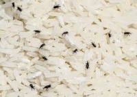 Rice Grain Pest project thumbnail