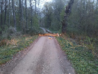 Fallen Trees Detection V1 Object Detection Dataset by Hazard Detection