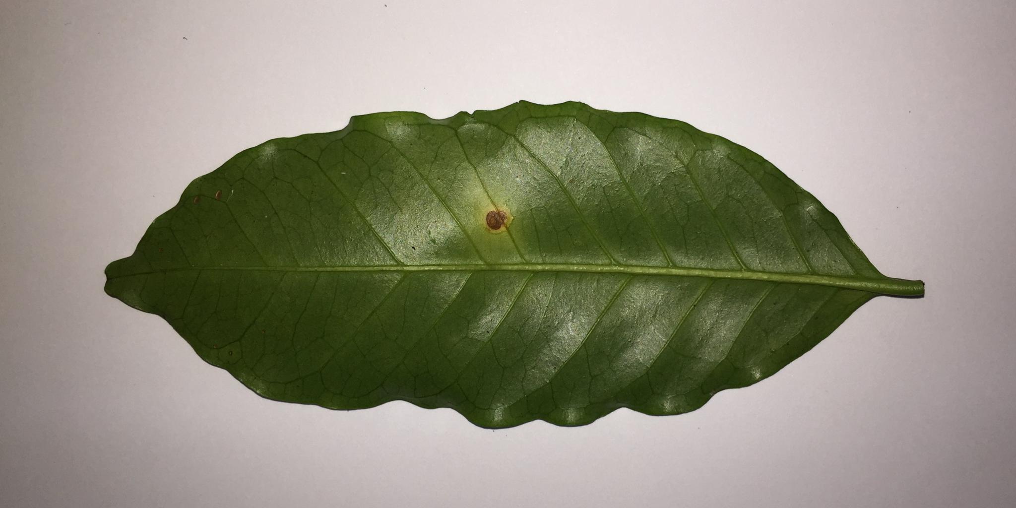 Detection Diseases In Leafs Object Detection Dataset and Pre-Trained ...