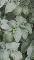 Healthy_leaves project thumbnail