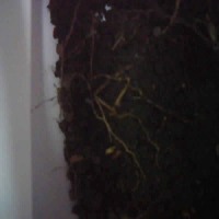soil testing project thumbnail