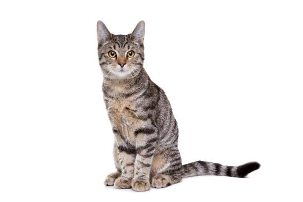 dog and cat Instance Segmentation Model by natkamonj