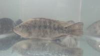 Tilapia Datasets project thumbnail