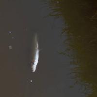 deadfish project thumbnail