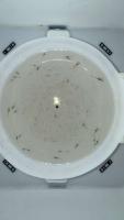 White Bowl Detection project thumbnail
