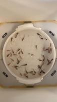 Catfish-fingerlings project thumbnail