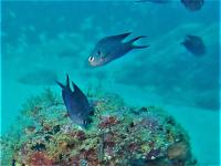 peces invasores project thumbnail