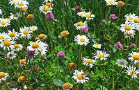 Flower project thumbnail
