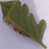 PLANT DISEASE DETECTION project thumbnail