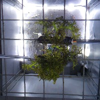 seaweed_what project thumbnail