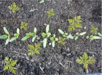 Weeds vs Crops project thumbnail